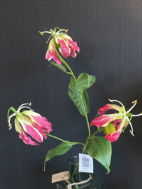 Gloriosa Pink 90