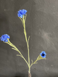 Centaurea bleu