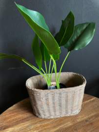 Rietlook Plantenpot Ovaal