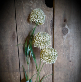 Allium Wit