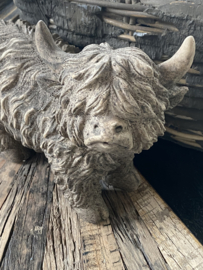 Hooglander staand