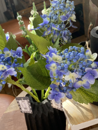 Hortensia takje blauw