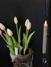 Tulpen in knop Soft Pink