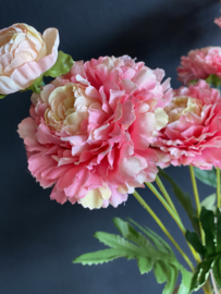 Zinnia Pink
