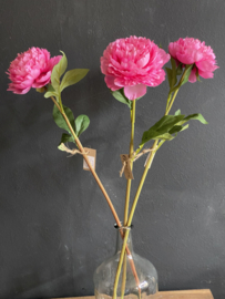 Peony Pioen Rose