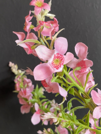 Wilde munt Roze/Pink