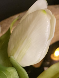 Real Touch Tulp Wit 5 31cm