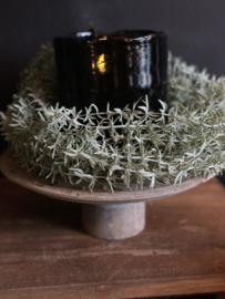 Wilde Asparangus Groen