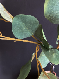 Eucalyptus tak XL