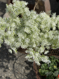 Fluitekruid