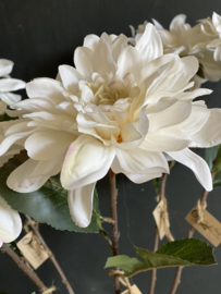 Chrysant Wit