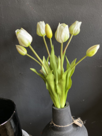 Tulp Wit 7