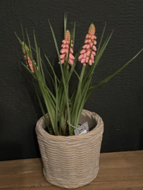 Planten pot