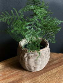 Roetlook plantenpot rond