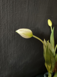 Tulpen wit in knop