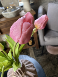 Tulpen roze