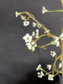 Springflower XL