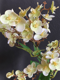 Hortensia Green