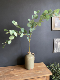 Eucalyptus tak XL