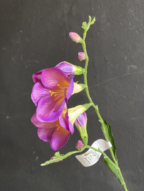 Freesia Mauve /Paars
