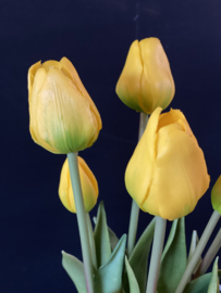 Tulpen Yellow