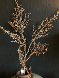 Corokia tak