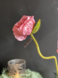 Papaver pink/roze