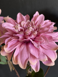 Chrysant Mauve