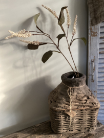 Tak Amaranthus Ivory