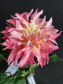 Dahlia cream/Pink