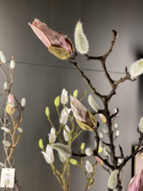Magnolia tak Roze