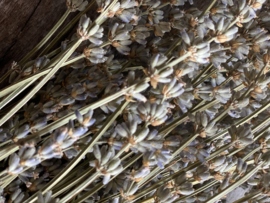 Geurende Lavendel bosje
