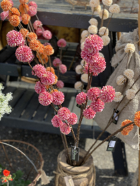 Pompom Roze/Pink