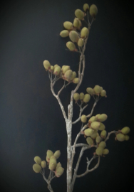 Wilde Dadel groen