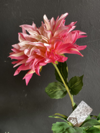Dahlia cream/Pink