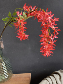 Springflower Rood