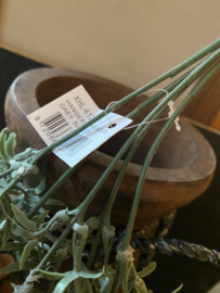 Wilde Asparangus Groen