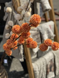 Pompom Oranje
