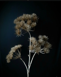 Bereklauw 3 bloemen