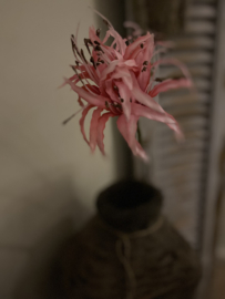 Tak Nerine Pink 90cm