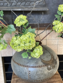Sneeuwbal viburnum Green