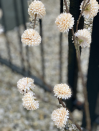 PomPom creme