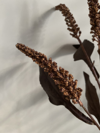 Tak Amaranthus Bruin