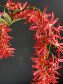 Springflower Rood