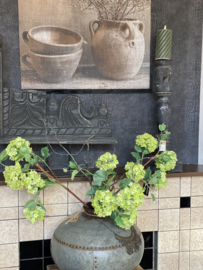 Sneeuwbal viburnum Green