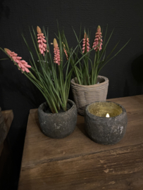 Roze druifjes