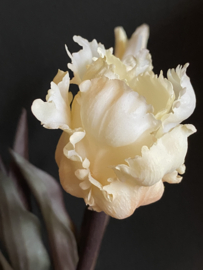 Sobere Tulp Cream