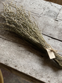 Geurende Lavendel bosje