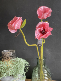 Papaver pink/roze