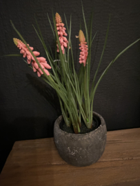 Roze druifjes